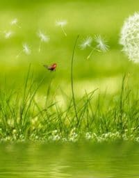 flowers that cause summer allergies