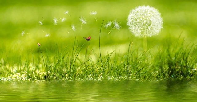 Allergies Can Cause Temporary Loss of Hearing flowers that cause summer allergies