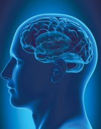 Illustration of a head with the brain visible