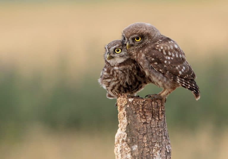 A parent owl and baby owl sit on a stump
