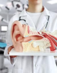 Doctor holding up a human auditory system model