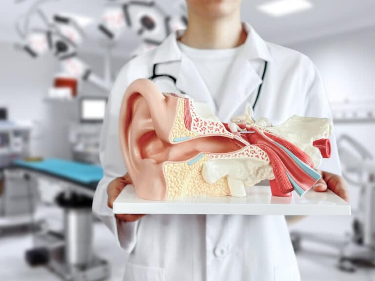 Ear Model Doctor holding up a human auditory system model