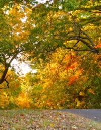 Colors of Fall Trees